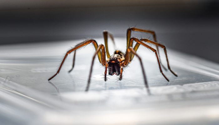 Zoophobia (Fear of animals)